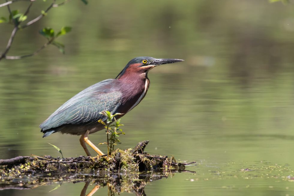 Your Guide to the Birds of Northern Wisconsin - Lakewoods Resort